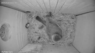 Egg 2. Gotta get this nest finished! 09Apr2026