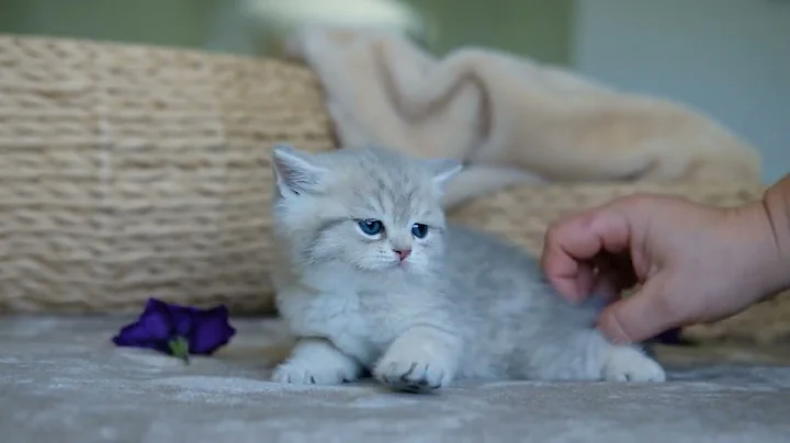 Watch the video about Kabos Silvertales - 5 weeks (2)