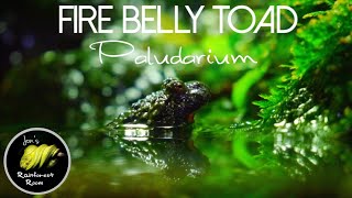 Fire Belly Toad Bioactive Paludarium Setup
