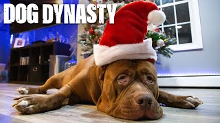 Merry Hulkmas: A Dog Dynasty Christmas Special