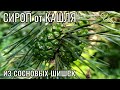 Сироп из ШИШЕК СОСНЫ от кашля и простуды рецепт без термической обработки