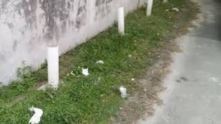 Budlow Lawn Care 8. 242-451-5734