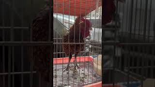 دجاج بري ف كوريا/Wild chicken in Korea