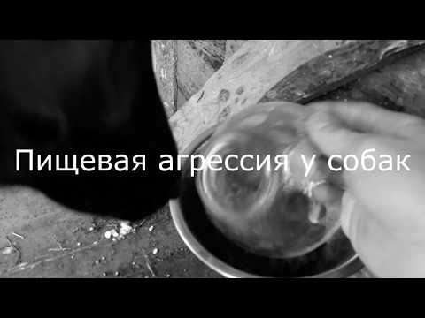 Овчарка. Пищевая агрессия?