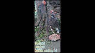 Burung sampaikan nada pilu...