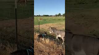 Bugsy and the Donkey
