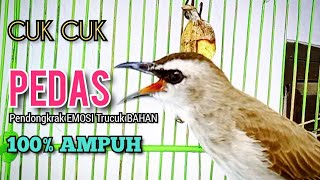 Pancingan Trucuk Gacor Cuk Cuk Pedas Sambung Ropel Mewah Pendongkrak Emosi Lawan