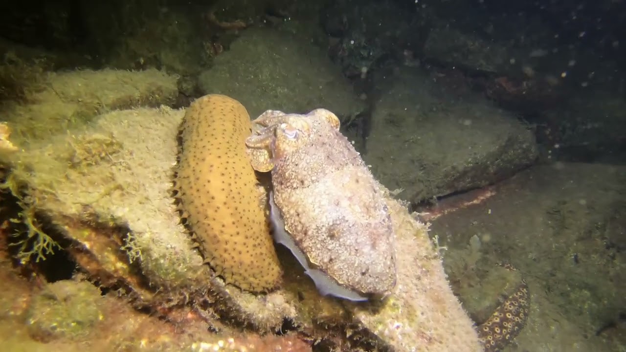 buceo nocturno en playa de las Teresitas, Tenerife