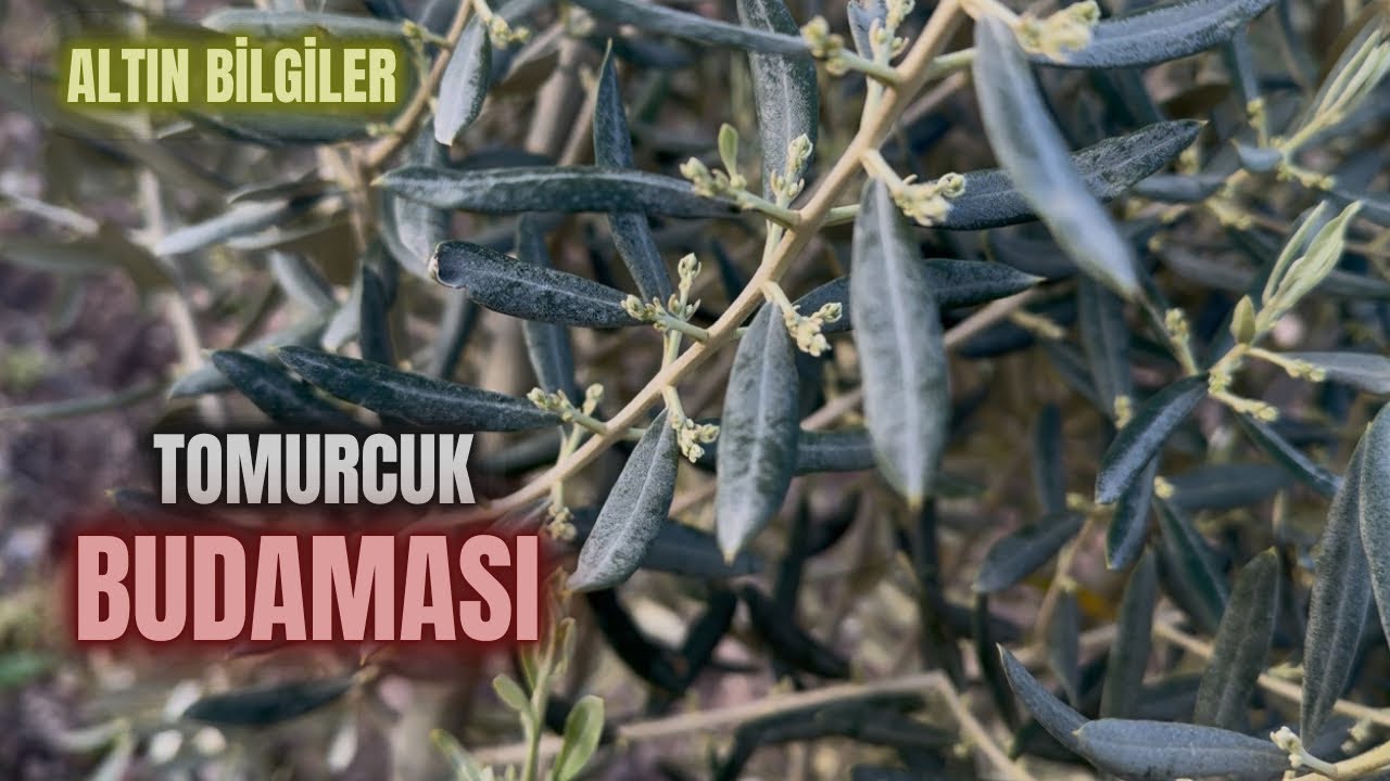 Çiçekte Zeytin Budama.#budama #erenvural #zeytinbudama