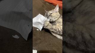 #котики #бессонница #прикольныекоты #shorts