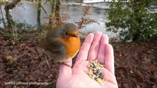 Hand feeding a robin
