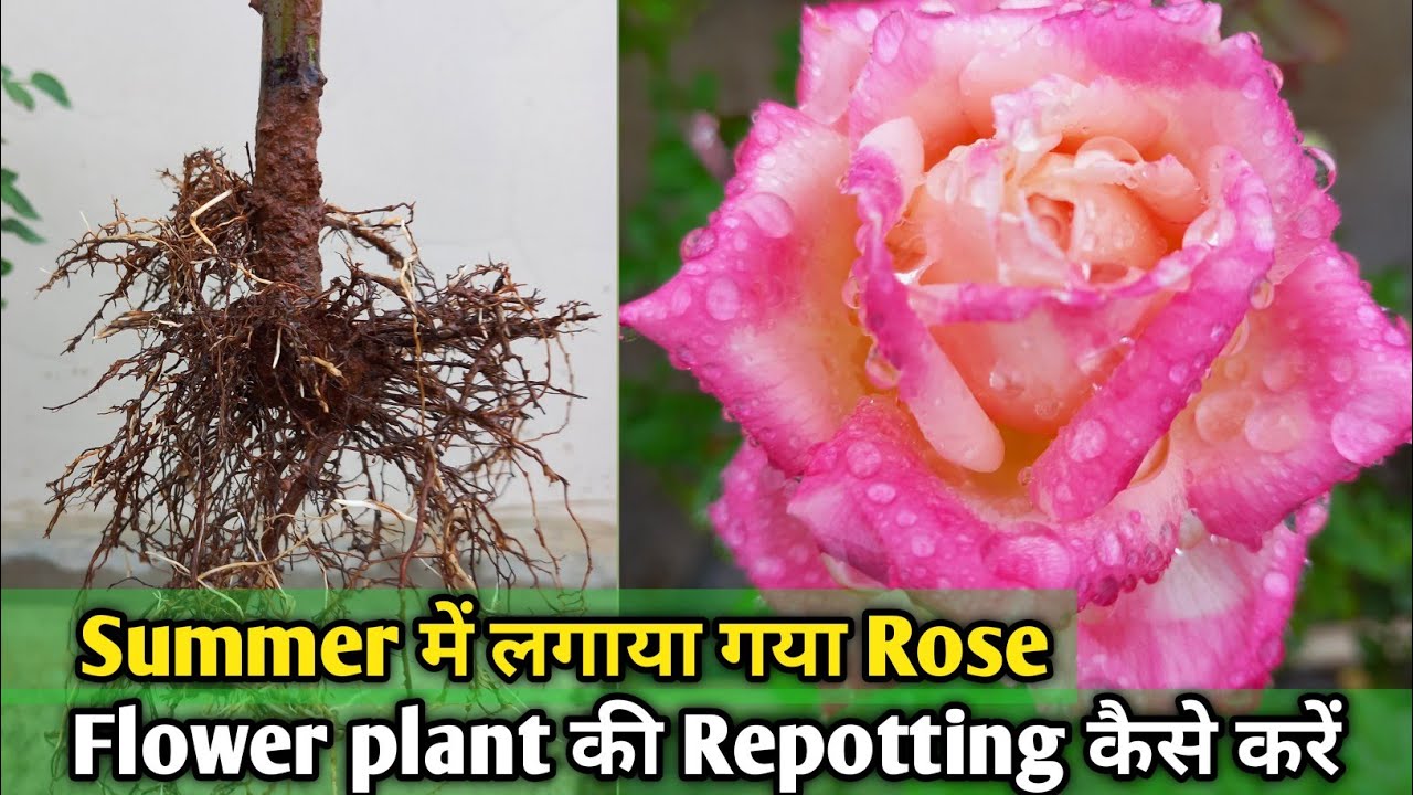 Summer में लगाया गया Rose flower plant की Repotting कैसे करे ? Best