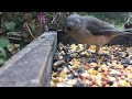 5 Minutes of Birds at the Feeder!