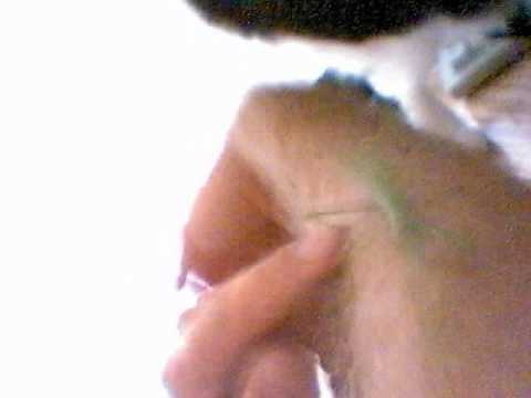 Kitty VS Preying Manis