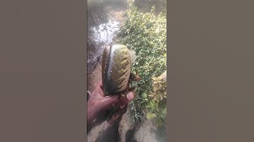 MUST Watch मछली Right Now Generated using YouTools https://play.google.com/store/apps/details?id=com