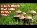 12 Mushrooms That Grow In Your Yard