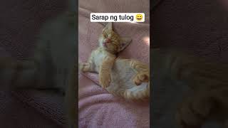 Cute Cute ng Baba Peanut. ♥️#puspins #simplejoys #cats
