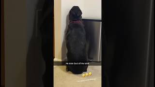 GUILTY DOG Puts Himself in TIMEOUT  #chickenparmesan #dogantics #funnydogvideos