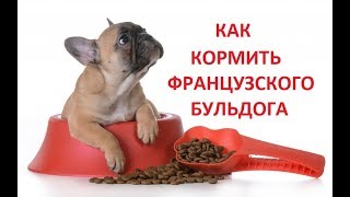 видео: Фильм 9.  Как кормить французского бульдога. картинка: Фильм 9.  Как кормить французского бульдога.