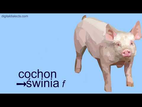 Apprendre 100 mots en polonais