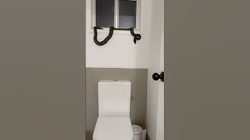 Carpet Python found a way into a home at 11pm and started knocking things over #snakevideo #snake