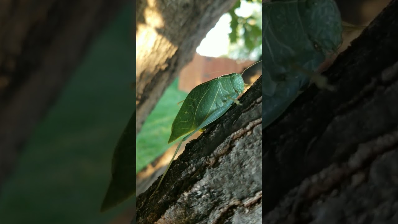 Small Guy Promotions - Bug Rescue!