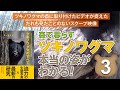 【ツキノワグマ】朽ち木を爪で壊し、中に営巣するシロアリなどを食べる【知られざる生態】