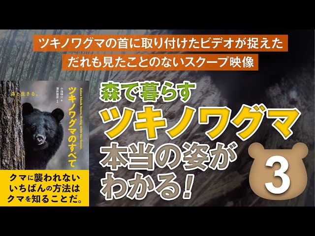 ツキノワグマ】朽ち木を爪で壊し、中に営巣するシロアリなどを食べる