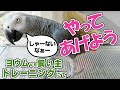 大型インコ おもしろ芸？ 「やってあげる」：ヨウムvs飼い主 ペットの輪投げトレーニング（前半戦）
