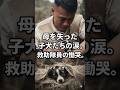 「ママ、もう行かなきゃ…」冷たい母の隣で、子犬たちが最後に伝えたお別れの言葉。 #感動猫動画 #野良 #保護犬