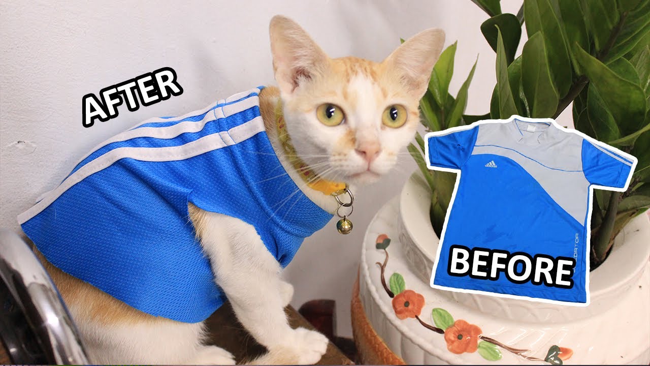  Cara  Membuat  Baju  Kucing  Dari  Lengan Baju  Bekas Sangat Simple Mudah No Sewing YouTube