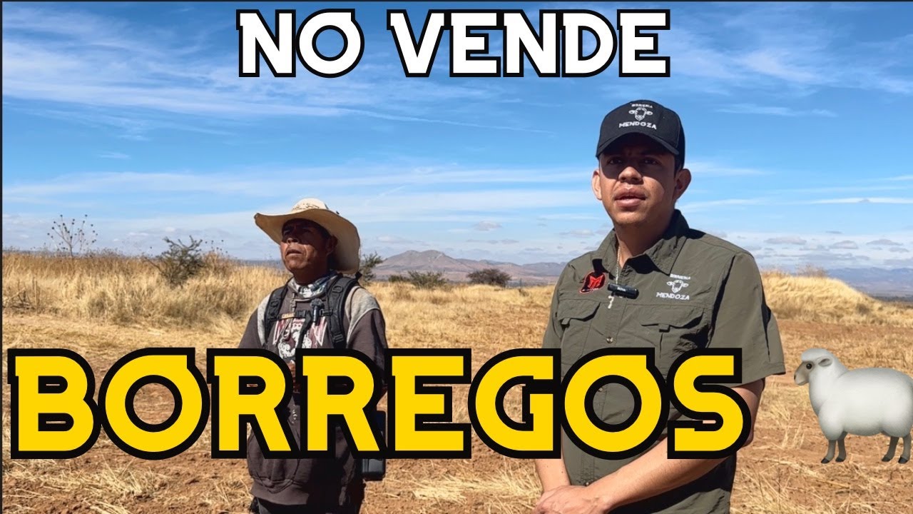 Me encontré un borreguero huichol con más de 100 borregos (y no vende)