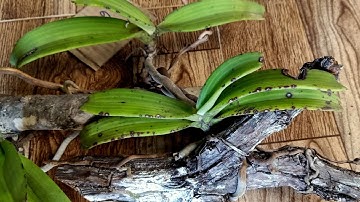 Video 603 Nghinh Xuân (đai châu) buôn đôn nguyên bản SĐT 0981.052.175 ngày 15 tháng 11