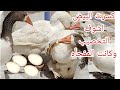 لو دكر الوز نفس عمر الانثي هل فيه تخصيب كسرت بيضه وكانت المفجأه