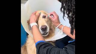 Penn foster externship 2 skill 18 fluorescein stain test 58956396