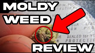 New York Dispensary Haul (Moldy Weed Review)