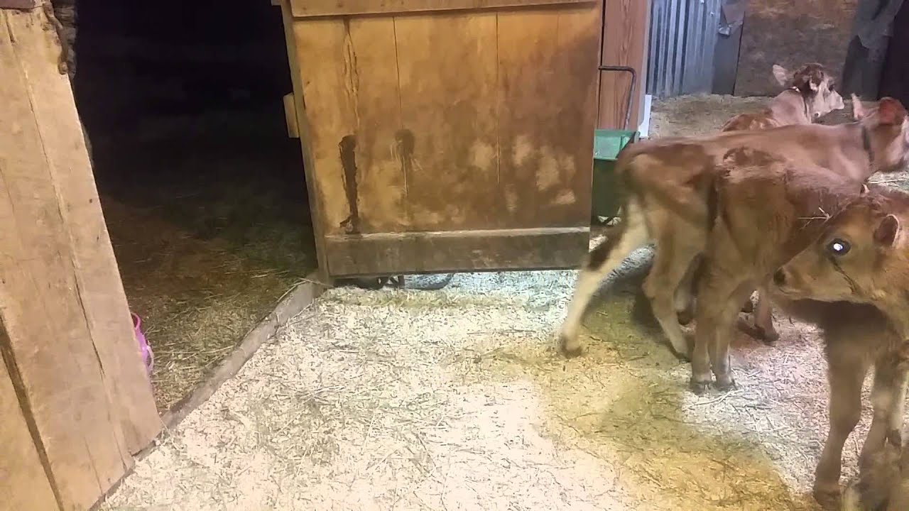 5 weaned jersey calves for sale. 1200 YouTube