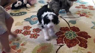 Baylor mini bernedoodle