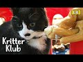 Cat That Works At A Fish Shop | Kritter Klub