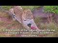 Hunting by leopards