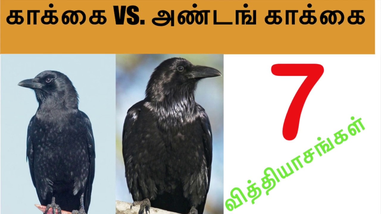 காக்கை - அண்டங்காக்கை: ஏழு வித்தியாசங்கள் # 7diferences #crow vs raven ...