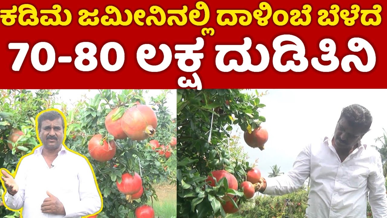 ಕಡಿಮೆ ಜಮೀನಿನಲ್ಲಿ ದಾಳಂಬೆ ಬೆಳೆದು 70 ರಿಂದ 80 ಲಕ್ಷ ಆದಾಯ ಗಳಿಸಿದ  ರೈತ | farmer  success story