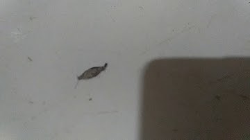 binatang berbisa gatel banget (Kamitetep)