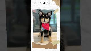 Bichon toy poodle maltipoo pomsky French bulldog