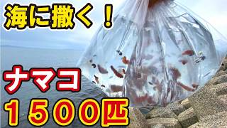 【１５００匹のナマコを海に撒く！】２年で漁獲量がほぼゼロに激減？！新たな海の難題に産学官で挑戦する！