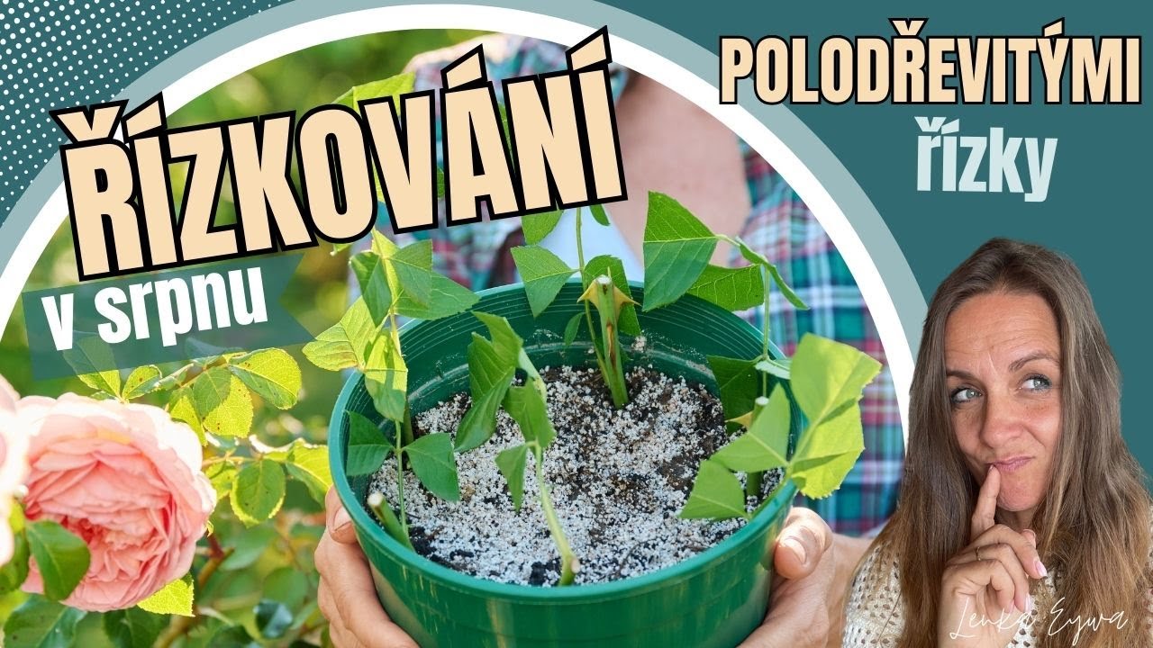 Řízkování dřevin v srpnu polodřevitými řízky