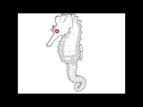Lined sea horse