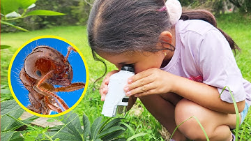 Exploring the Tiny World of Bugs with a Pocket Microscope – Fun for Kids From Aussie Valley