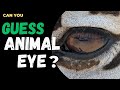 Guess the Animal Eye in 10 Seconds🦁The Most Challenging Animal Quiz Ever| Easy to Expert Pro Level👀