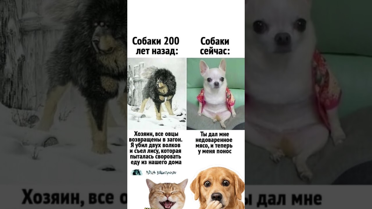 #мемы_тикток